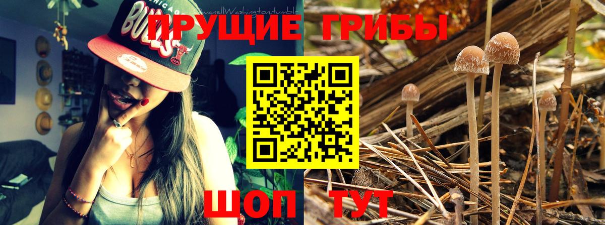 Псилоцибиновые грибы прущие грибы Буйнакск